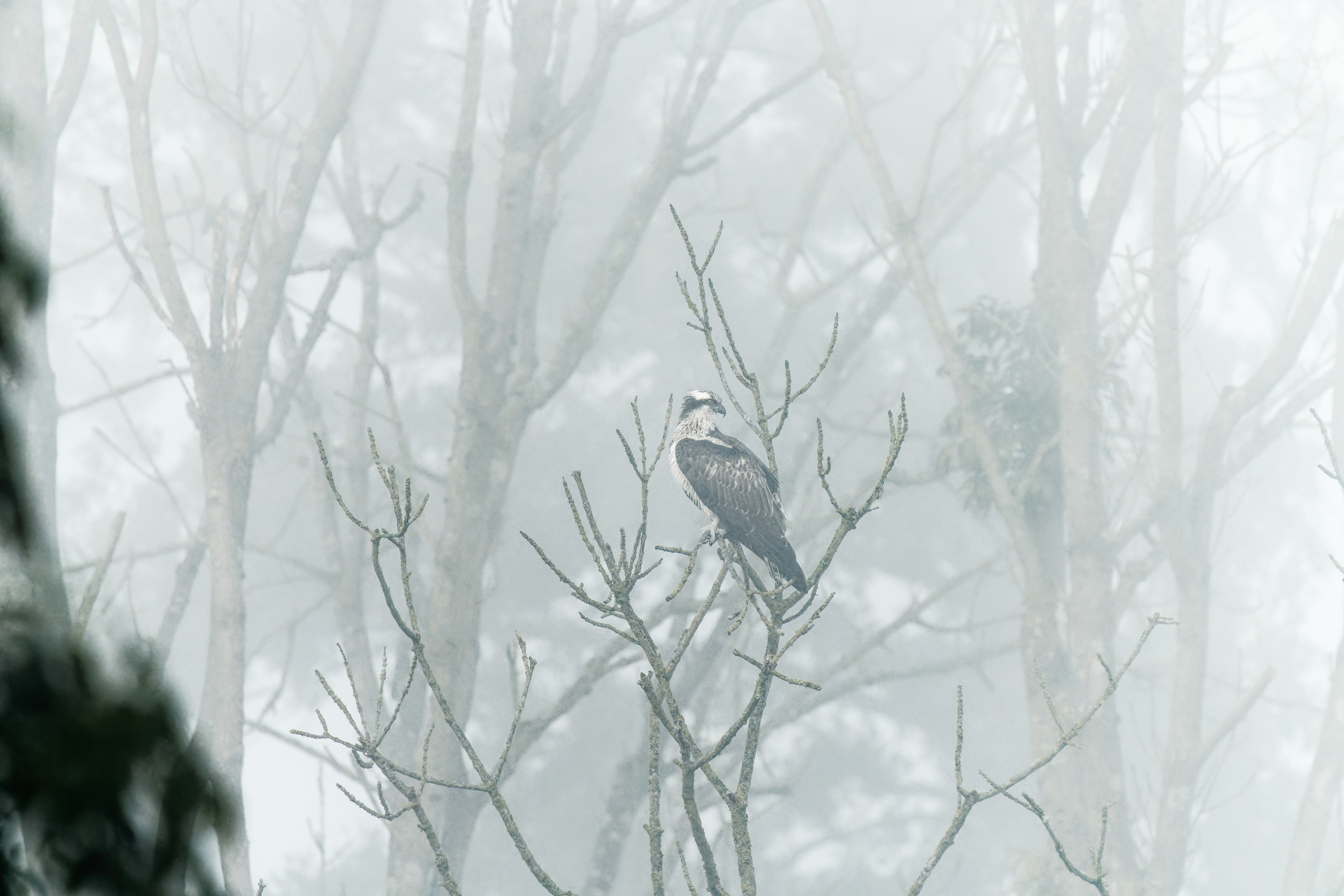 Fischadler im Nebel