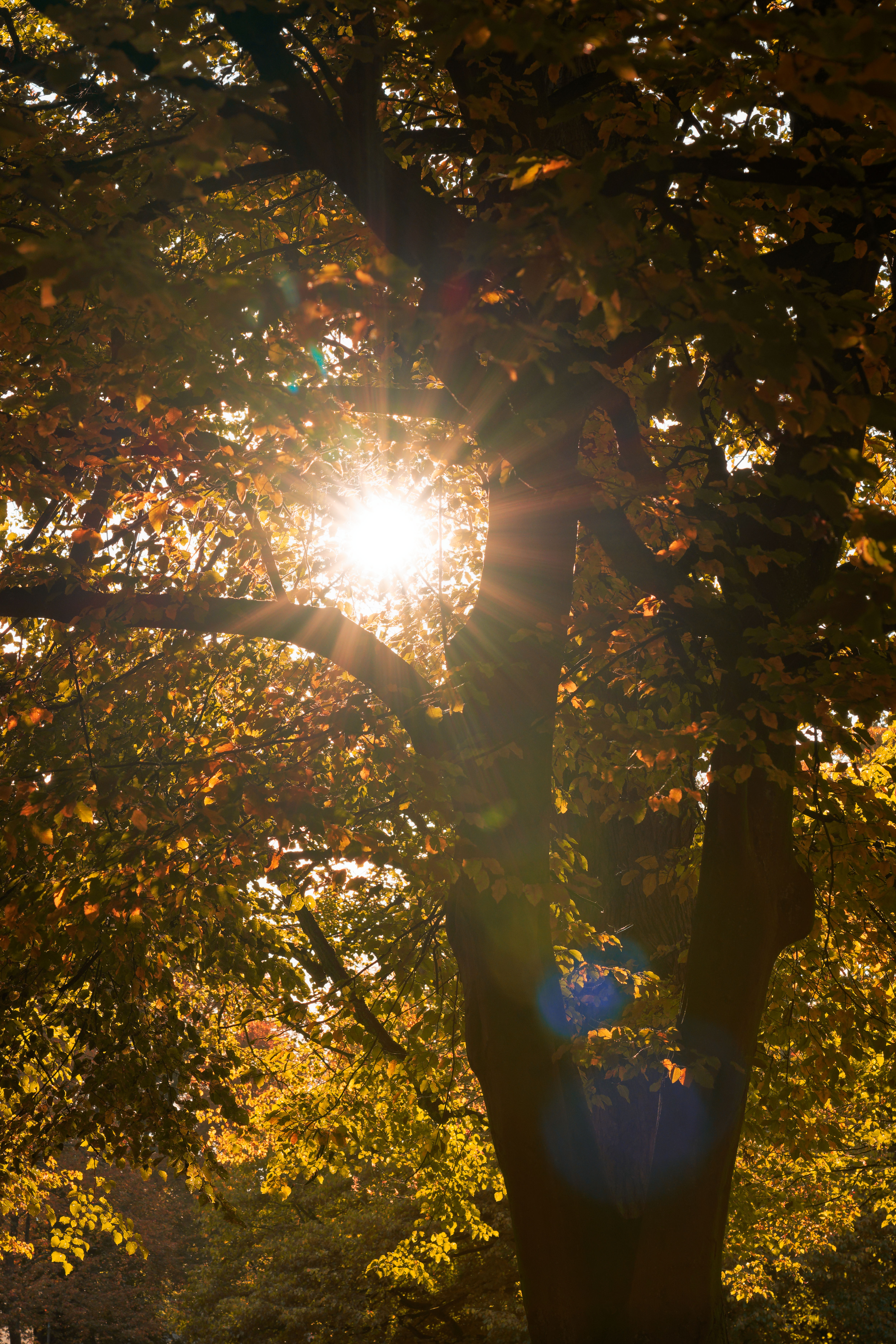 Baum mit Sonnenstrahlen